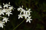 Largeleaf rose gentian